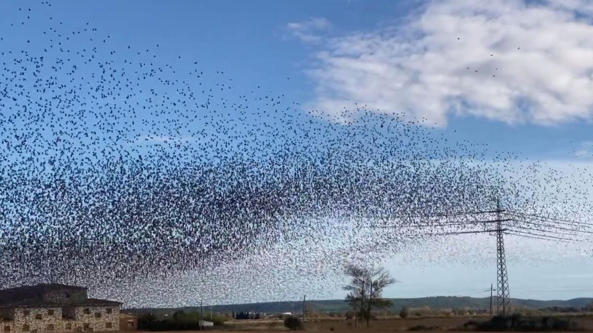 Vídeo | Milers d'estornells a Viladamat