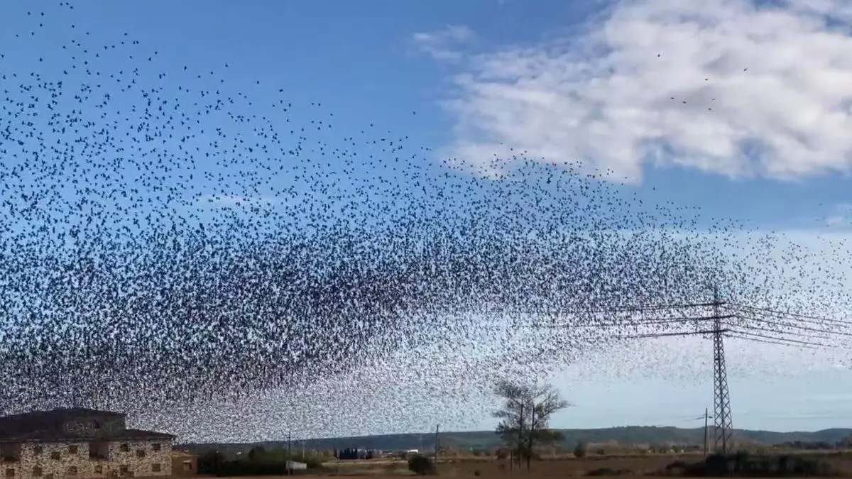 VÍDEO | Milers d'estornells volen a l'Empordà: un autèntic espectacle aeri