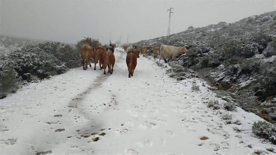 La nieve vuelve a teñir de blanco las cumbres de la Sierra Segundera