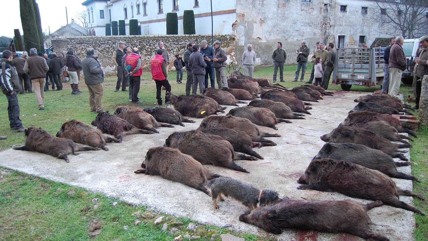 La caza del jabalí continúa hasta el 15 de marzo pese a la finalización de la temporada de monterías