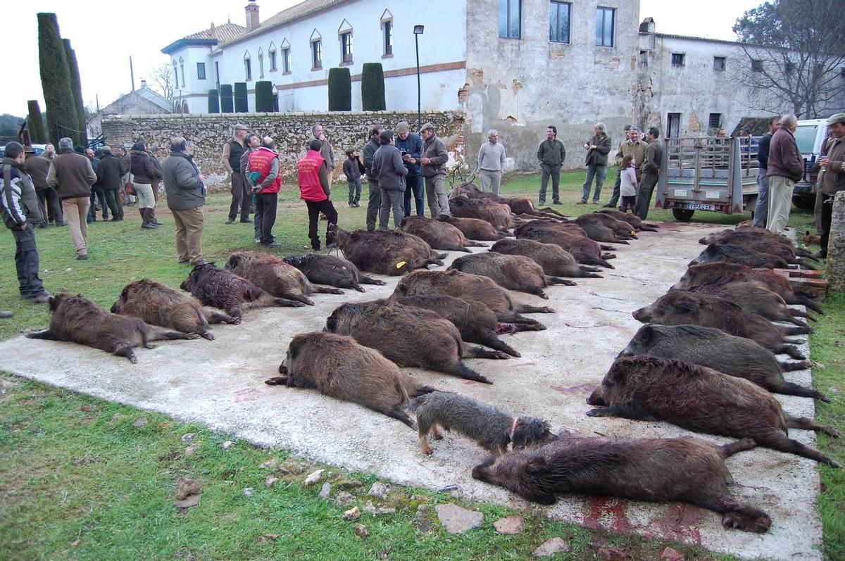 Jabalíes abatidos en una montería, en una imagen de archivo.