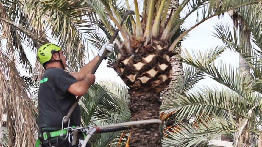 El Palmeral de Elche, durante unos trabajos de poda, hace unos días. | ANTONIO AMORÓS