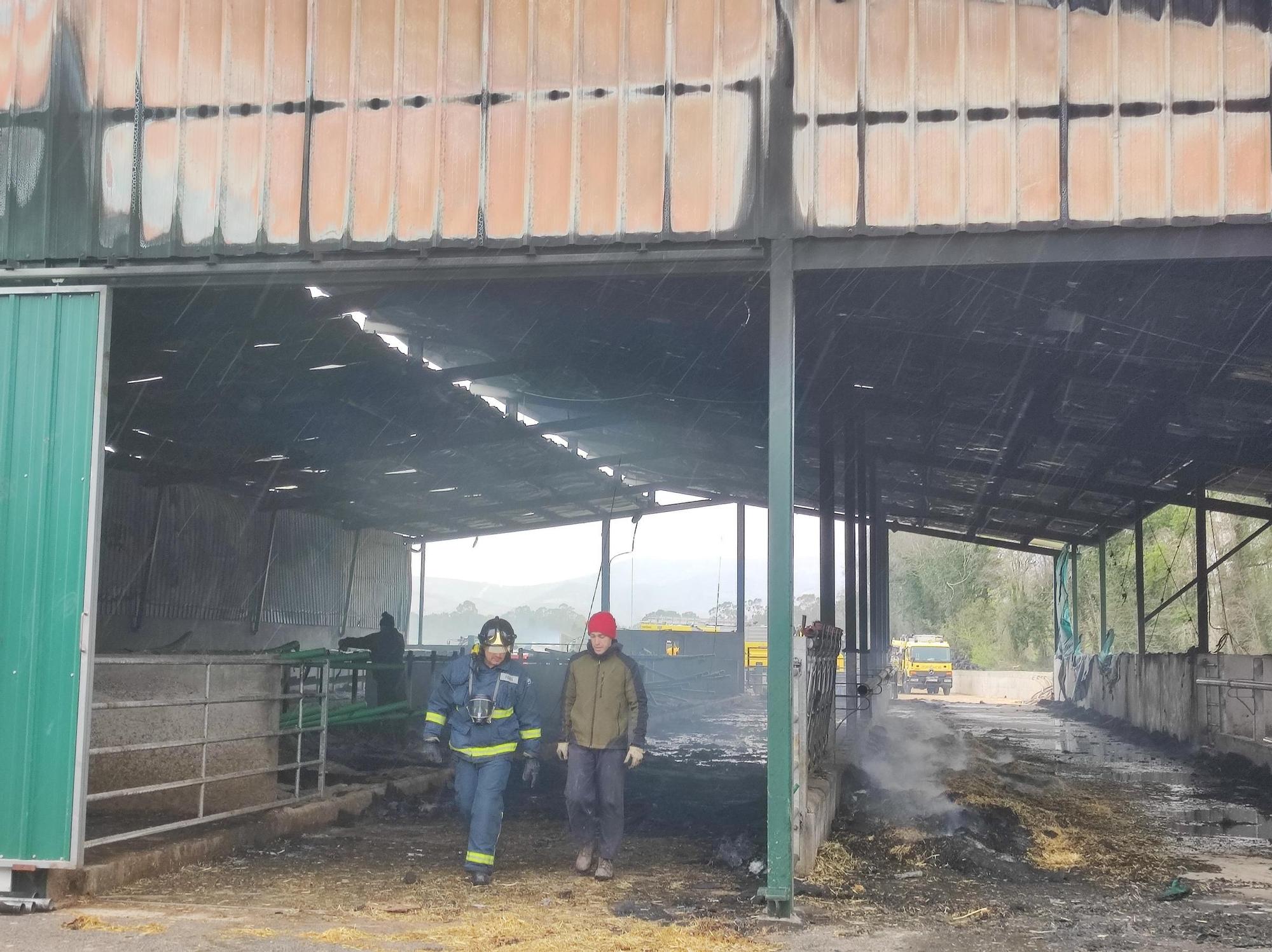 En imágenes: El fuego devora una nave ganadera en Otur (Valdés) y causa daños a un centenar de vacas