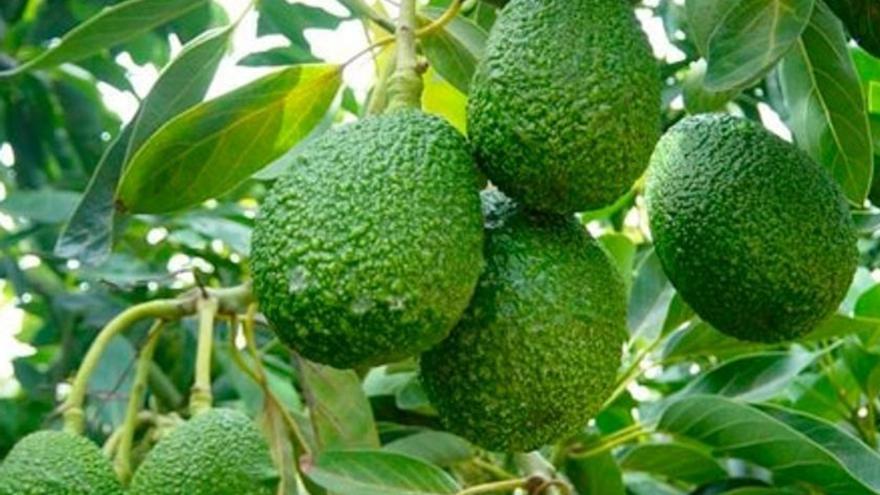 Investigan a siete personas por robo de aguacates en fincas de Gran Canaria