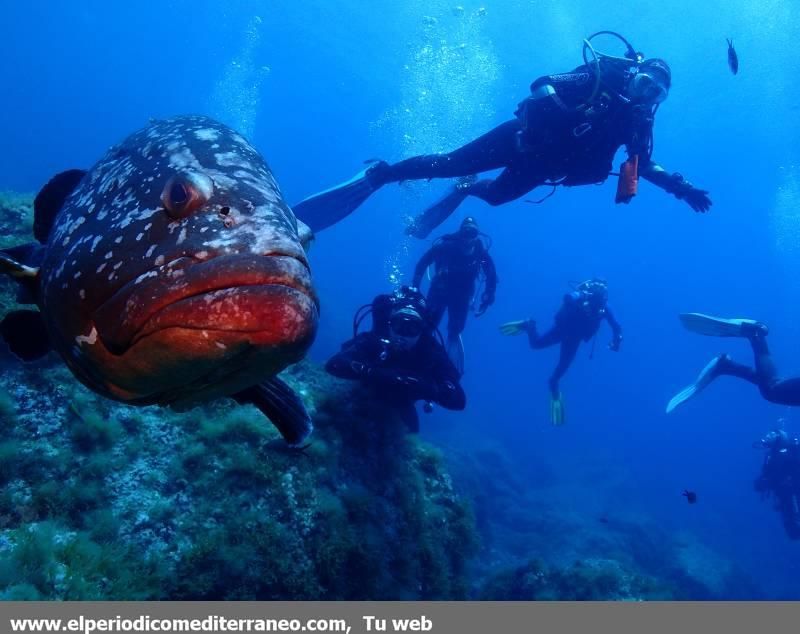 Submarinismo en Castellón