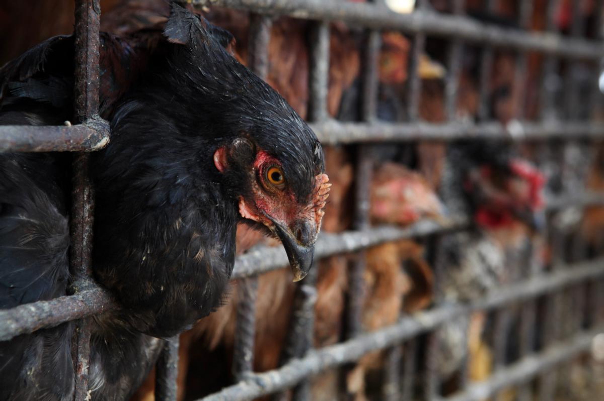 Fotografía de archivo un pollo en un comercio. EFE/Orlando Barría