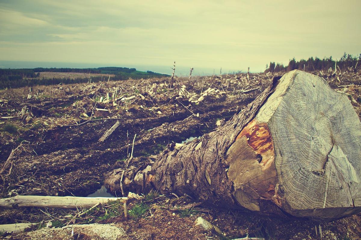 La deforestación incrementa el riesgo de enfermedades infecciosas.