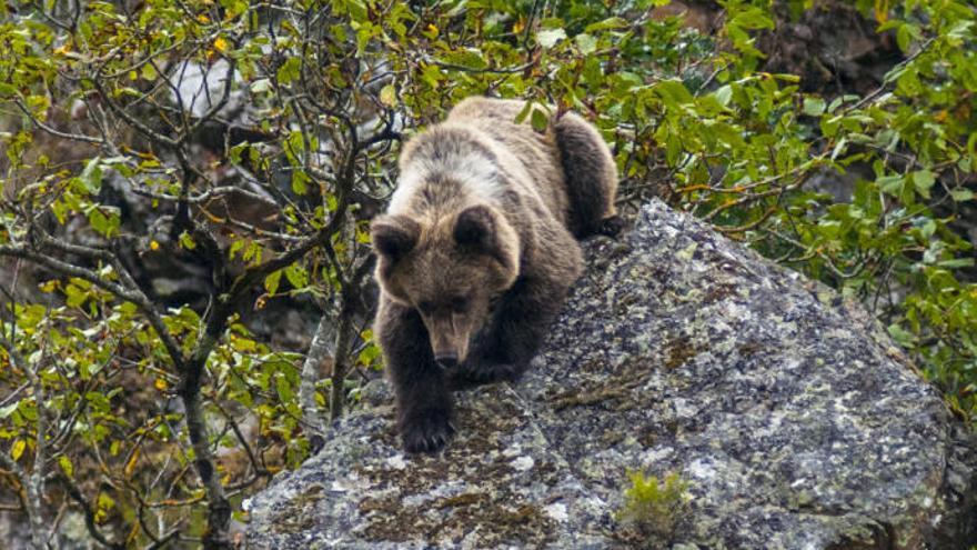 Un juez multiplica por siete la indemnización del Principado a un ganadero de Cangas del Narcea por los ataques del oso