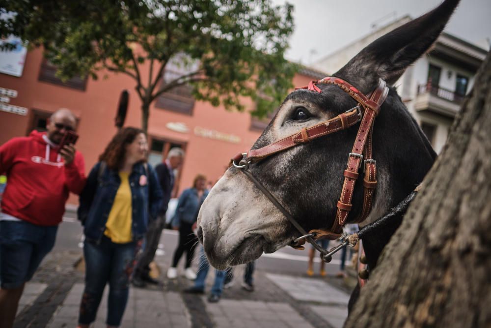 Noche de los burros en La Laguna