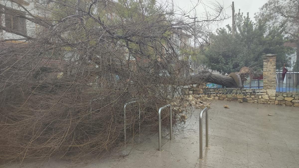 El árbol ha caído sobre un aparcamiento para bicicletas.