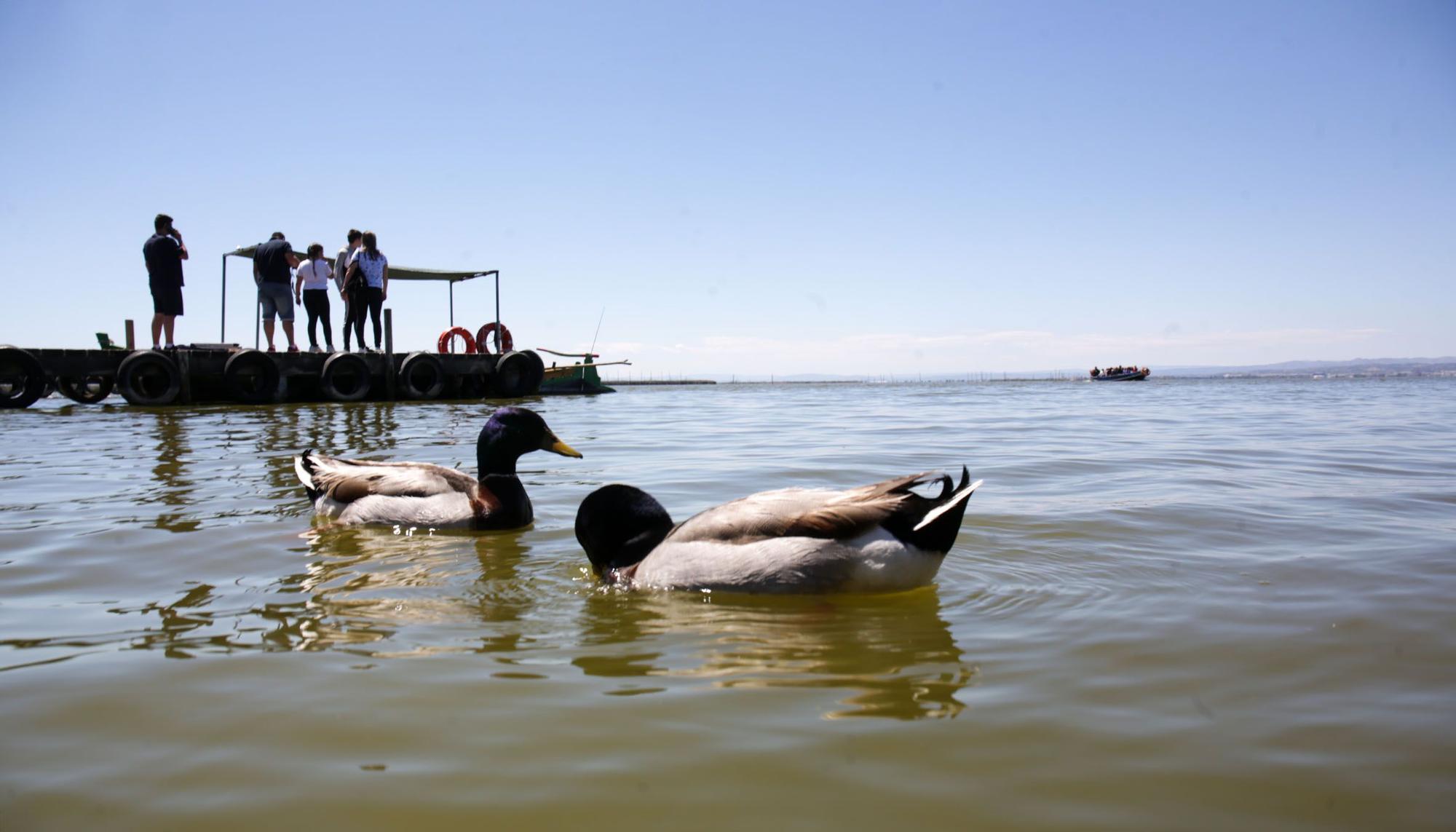 Las mejores imágenes de l'Albufera en el Día Mundial de los Humedales