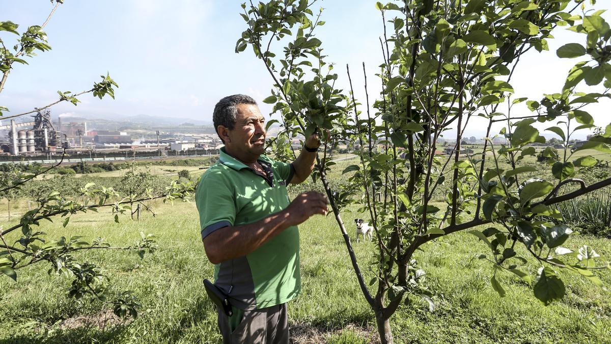 Cuidado de frutales en la ruta de Serín a Poago.