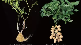 La increíble historia de la patata: surgió de un cruce con el tomate
