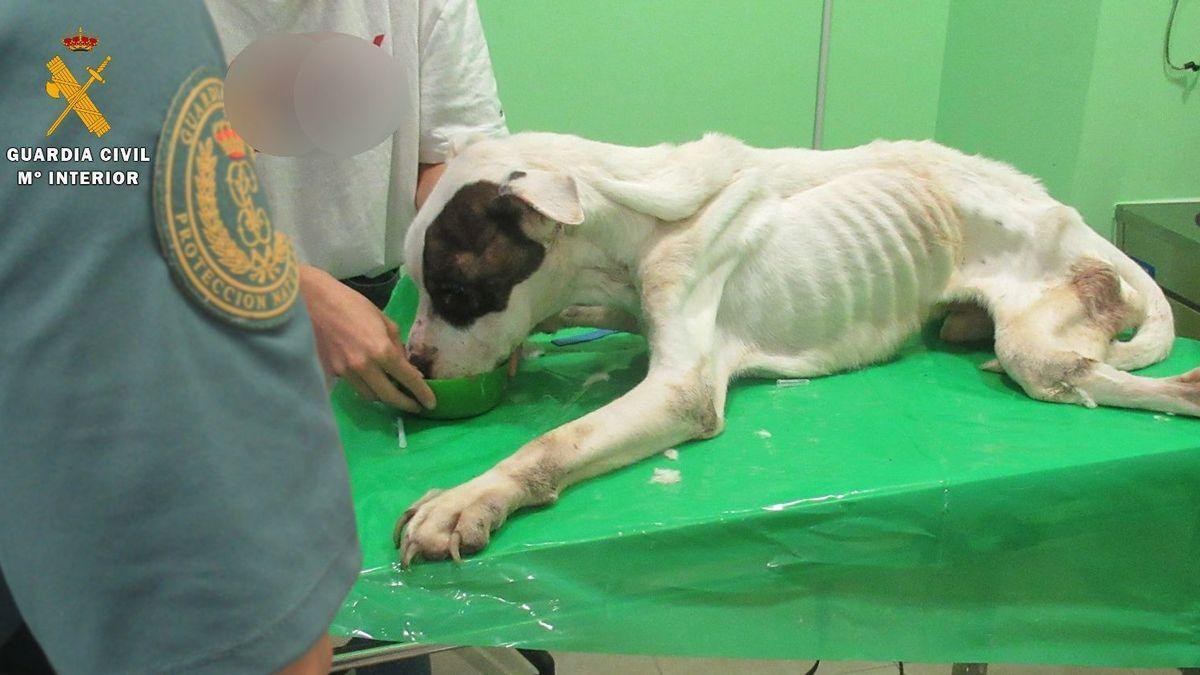 Misshandelter Hund: Die Strafen werden in Spanien erhöht.