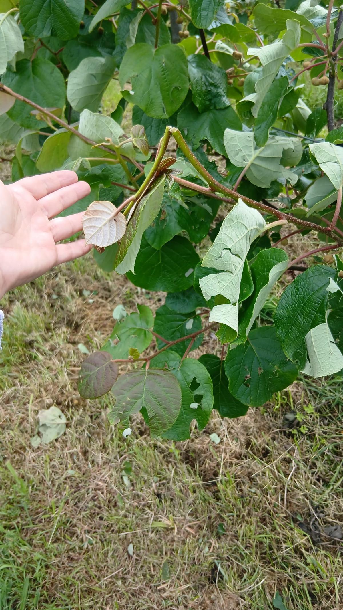 Plantas rotas por el granizo, en Forcinas.