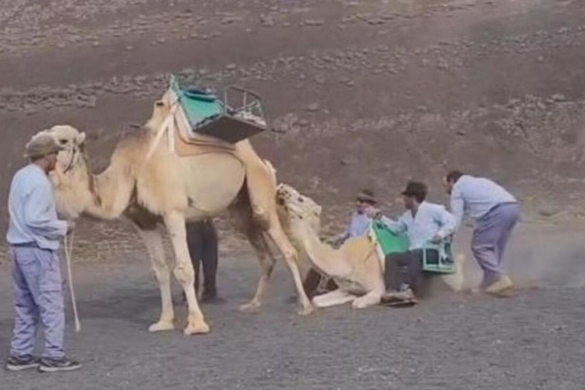 Imagen del vídeo donde se observa como la cría del camello soporta el peso de dos hombres. | | @ELEVEGANCOACH