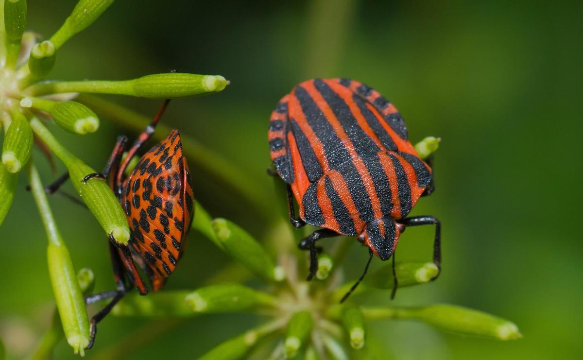 Las especies más pequeñas, como los insectos, generan nuevas variedades evolutivas a un ritmo mayor que las de mayor tamaño.