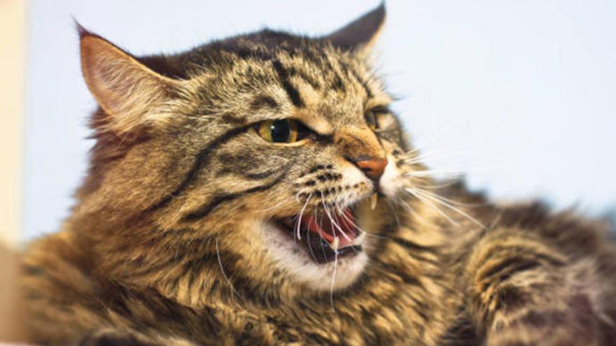 Reconducir la agresividad de un gato puede ser complicado.