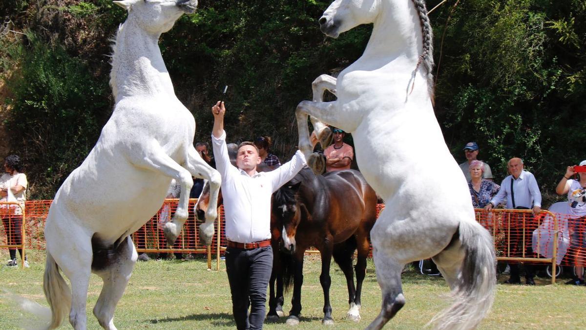 Festival Rodamón, doma de cavalls.