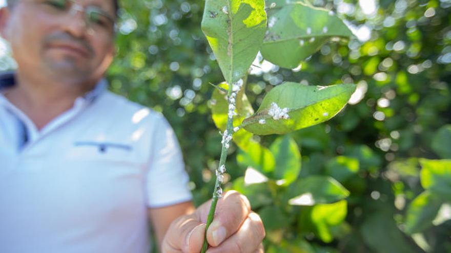 Recomiendan medidas al sector agrario para el control de cochinillas en los cítricos