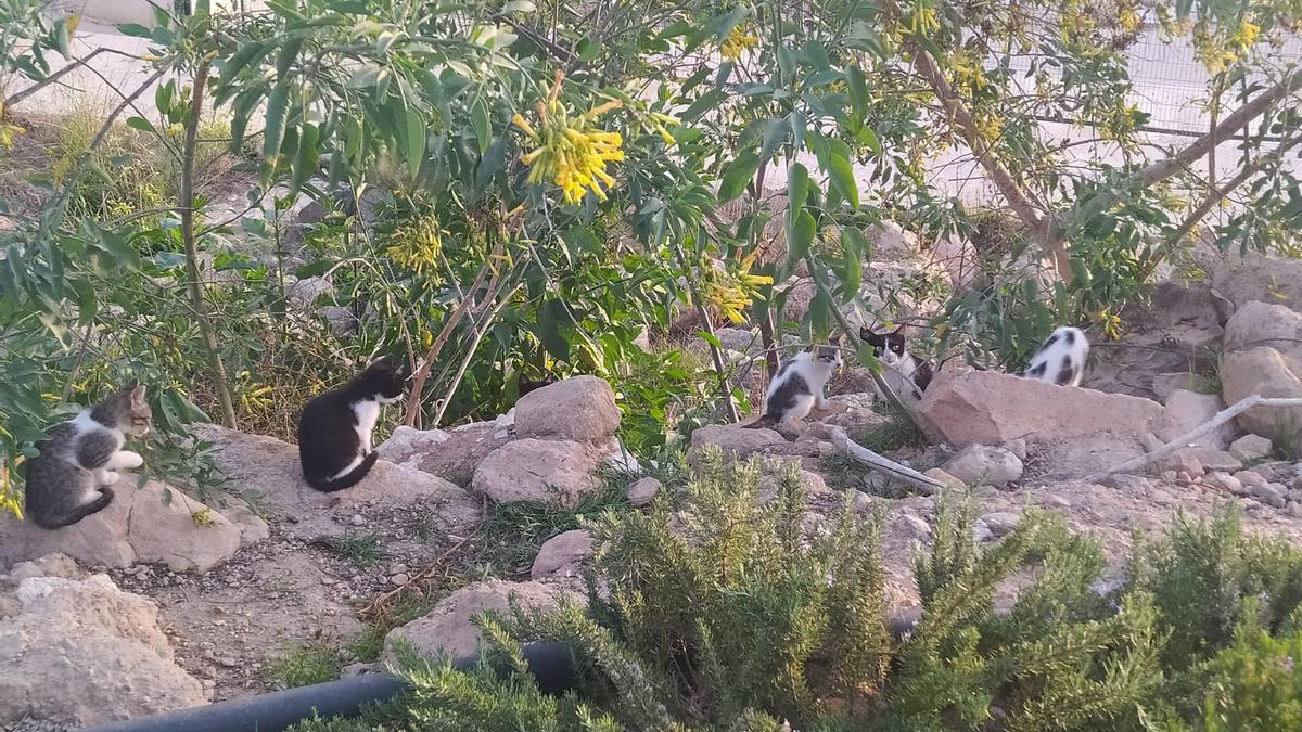 Una colonia felina en La Alberca.