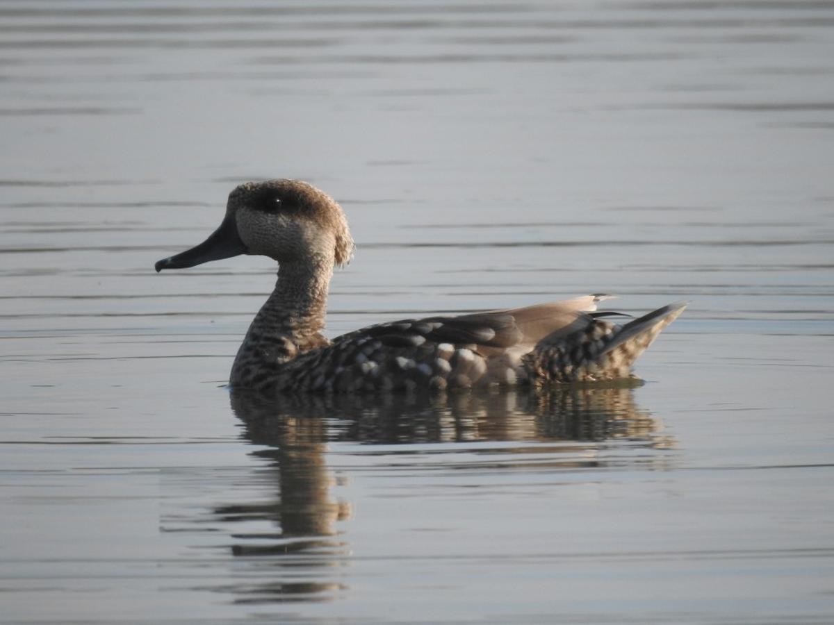 Una especie de cerceta pardilla en las aguas del Tancat de la Pipa de l'Albufera.