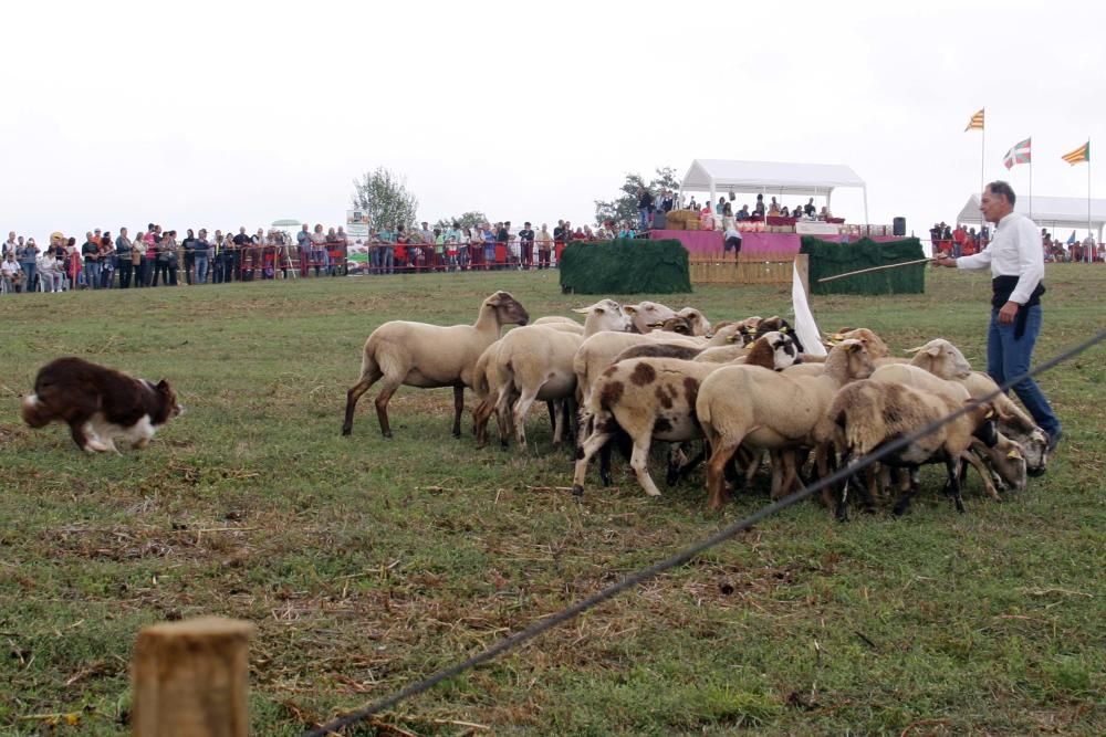 Concurs de gossos d''atura de Castellterçol