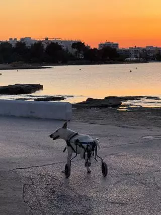 La conmovedora historia de India, la perra con carrito de ruedas que se ha hecho viral en una playa de Ibiza