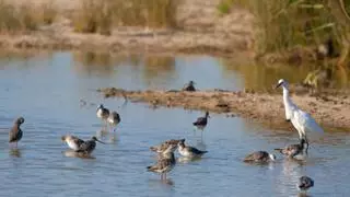 Las zonas húmedas de Balears cobijan a casi 24.000 aves acuáticas