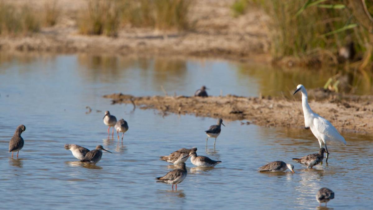 Un grupo de aves acuáticas en una de las zonas húmedas de Balears.