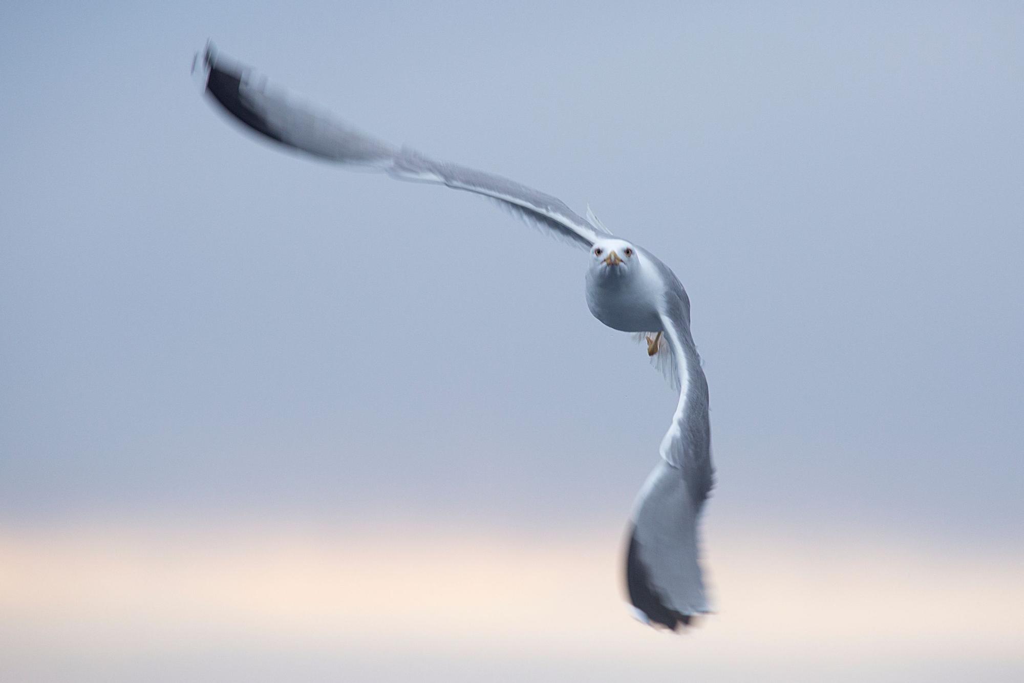 Gaviota retratada durante una salida para fotografiar aves en Sant Antoni con AFONIB