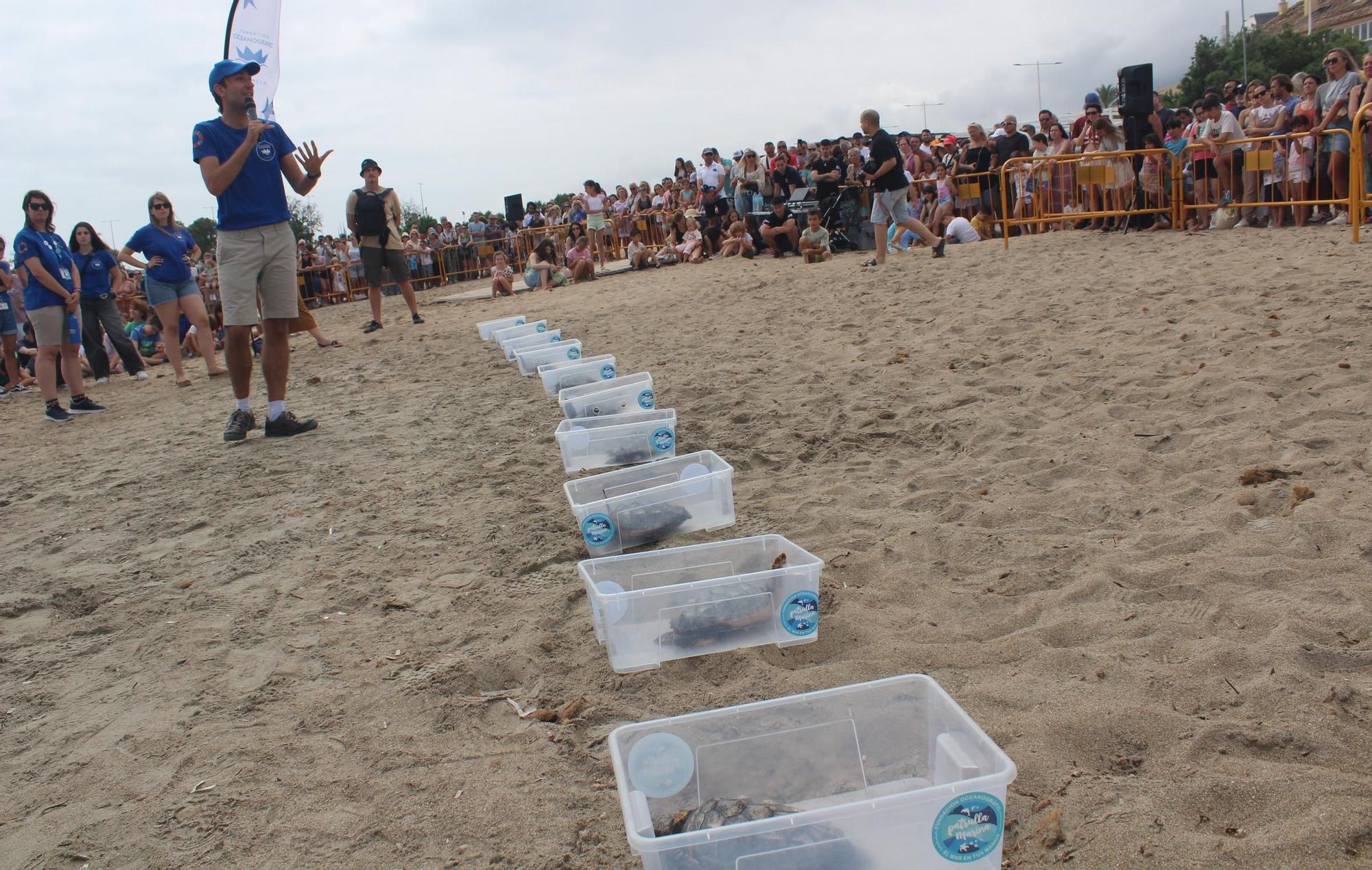 Nacieron en Dénia y han descubierto el mar en Dénia: 12 tortugas nadan libres en el Mediterráneo