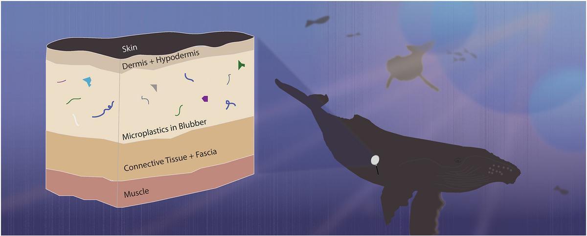 Resumen gráfico que muestra dónde se pueden encontrar partículas de plástico en la anatomía de una ballena.