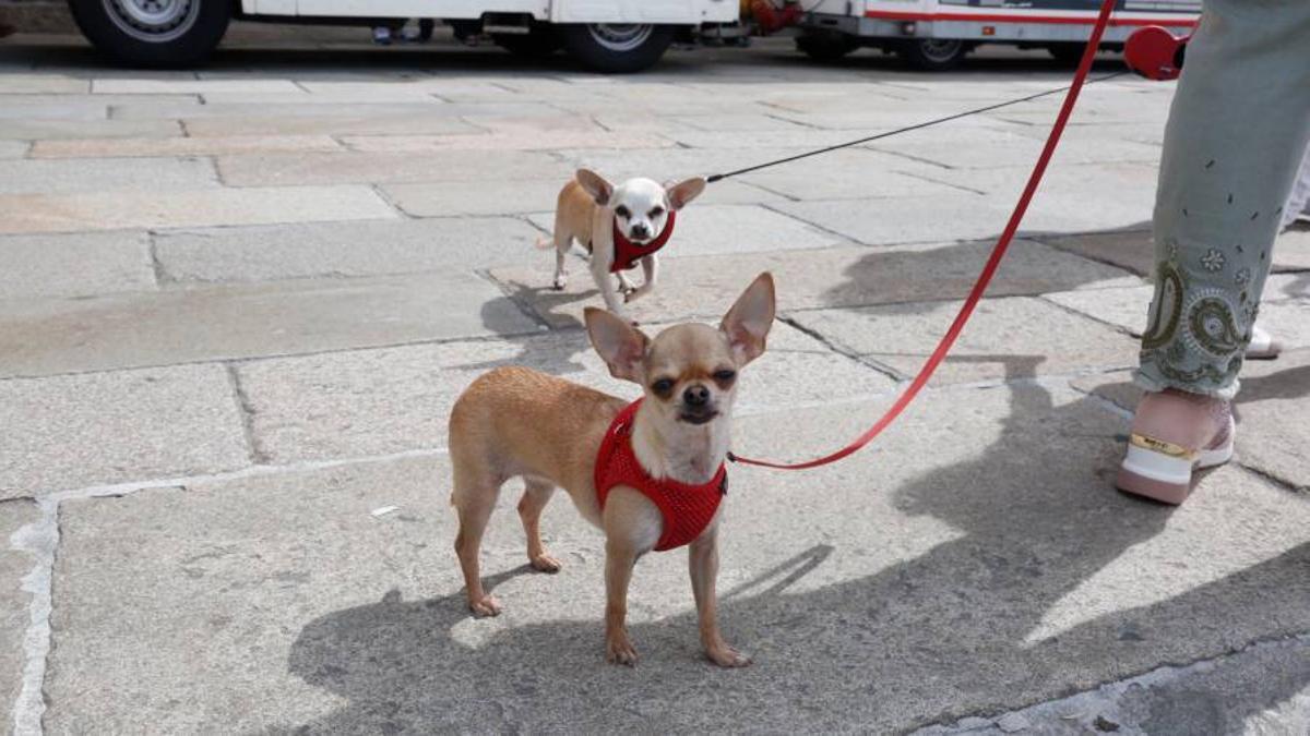 Dos perros peregrinos conviven con sus dueños durante el Camino a Santiago