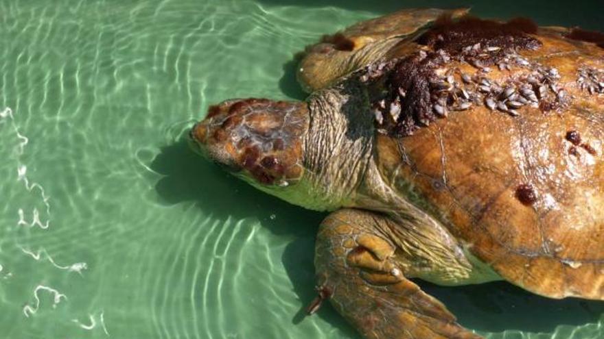 La tortuga boba encontrada frente a Cabo Cervera y nacida en Florida, identificada por un chip.