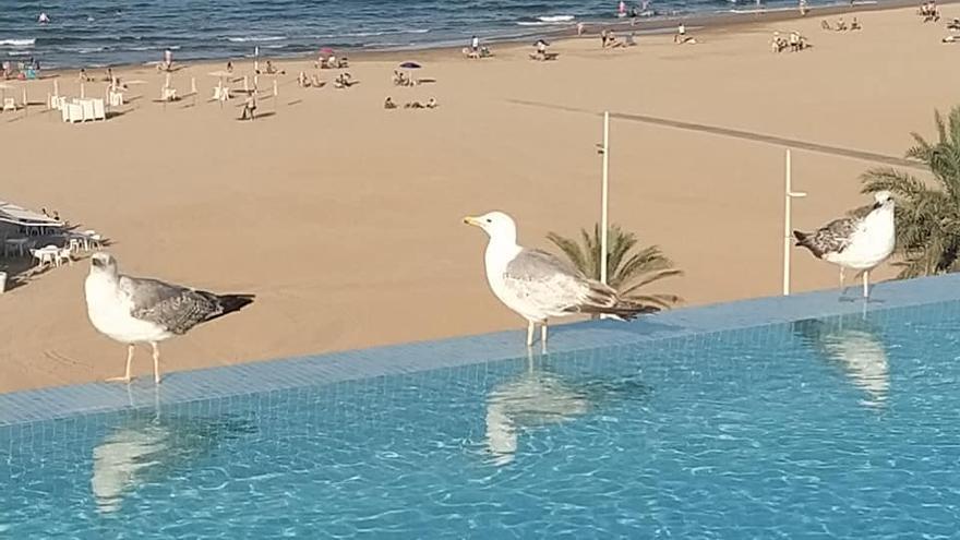 La nueva piscina 'infinity' en la azotea del hotel Bayrén de Gandia