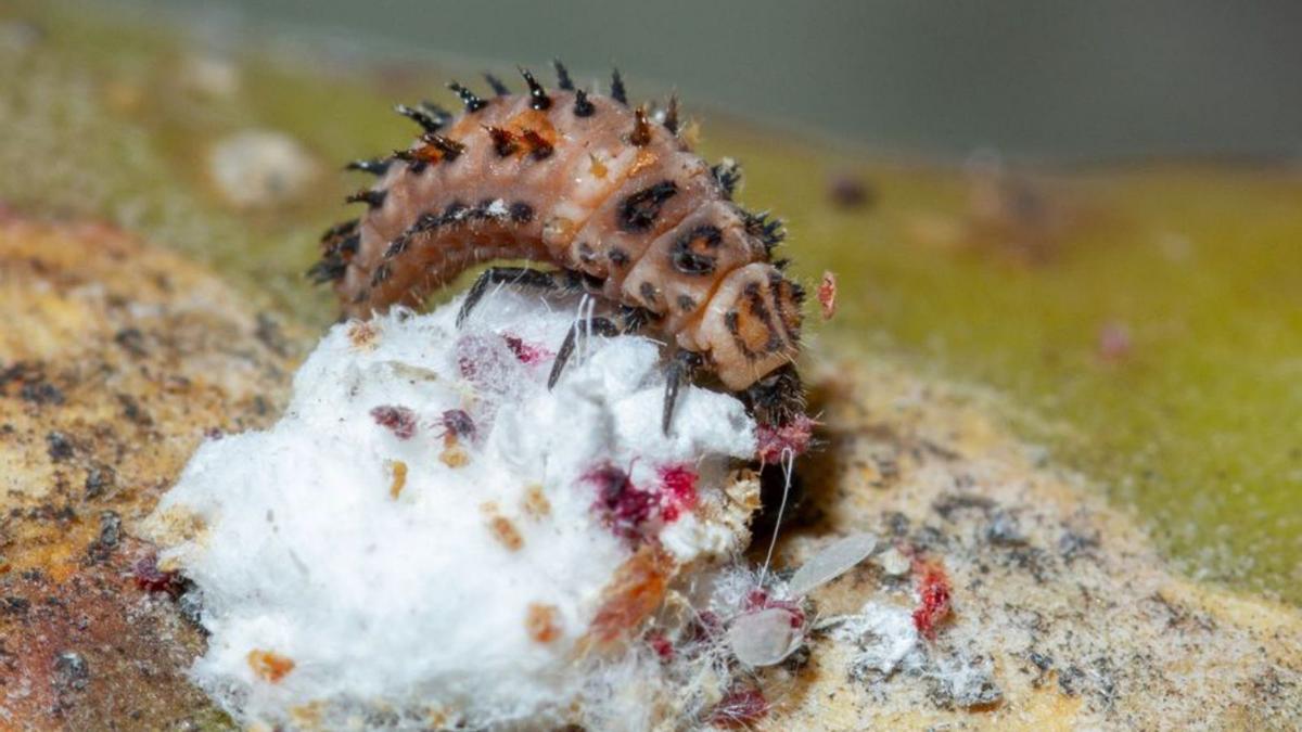 Un insecto intenta comerse cochinilla mexicana. | | GUSTAVO TEJERA 