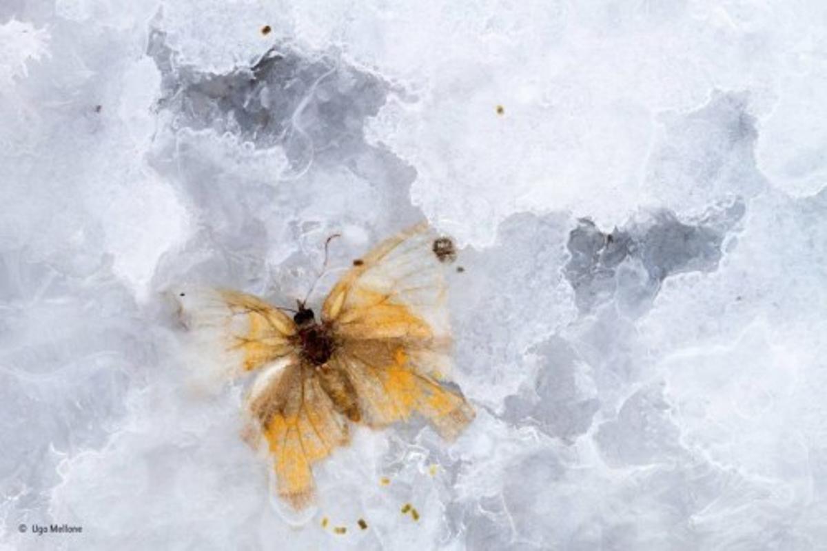 Las mejores fotos del concurso 'Wildlife Photographer of the Year'