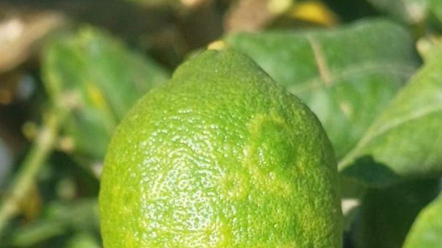 La Región reclama reforzar la coordinación estatal para frenar la clorosis nervial amarilla en cítricos