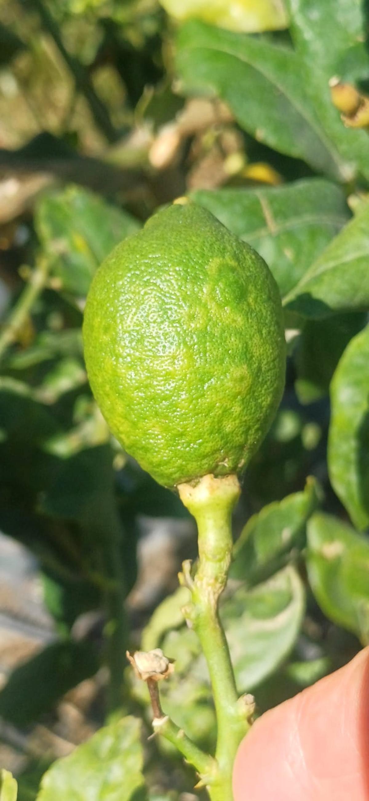 Limón en una explotación murciana afectado por la clorosis nervial amarilla.