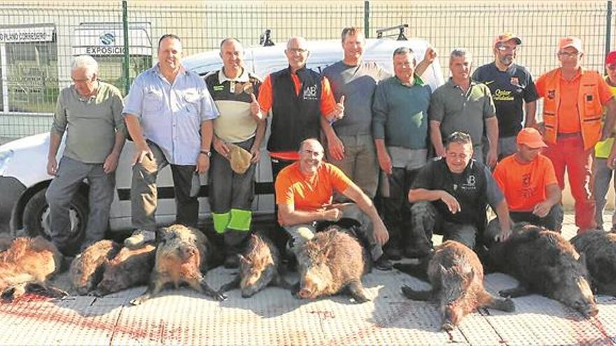 Los cazadores abaten 11 jabalís tras las quejas por daños en cultivos de Benicarló