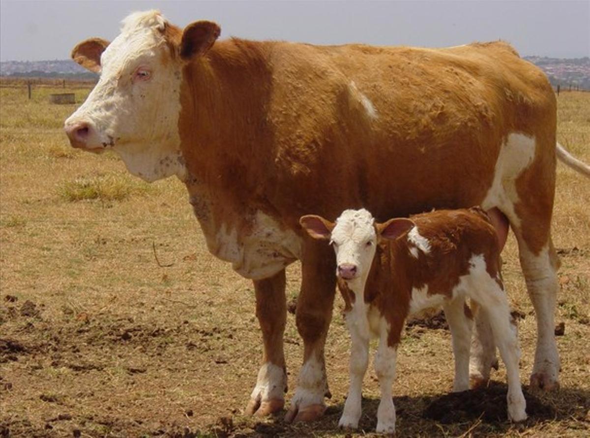 La vaca Vitória, ejemplar clonado a partir de una vaca adulta, junto a una de sus crías cría. Vitória nació en una explotación cientítica de Brasil.