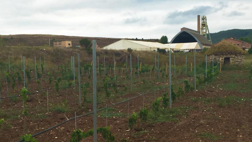 La vinya experimental, de mitja hectàrea i amb la varietat mandó, és a les instal·lacions de Vilafruns.