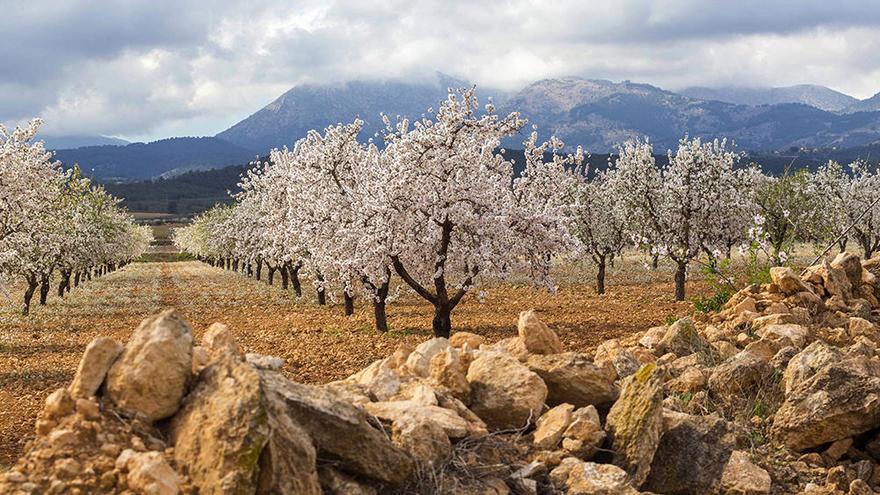 Vista de una finca de almendros en plena floración, en Librilla, con la Sierra Espuña al fondo