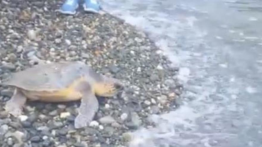 Una tortuga babaua alliberada a la platja de Llançà el 2018.