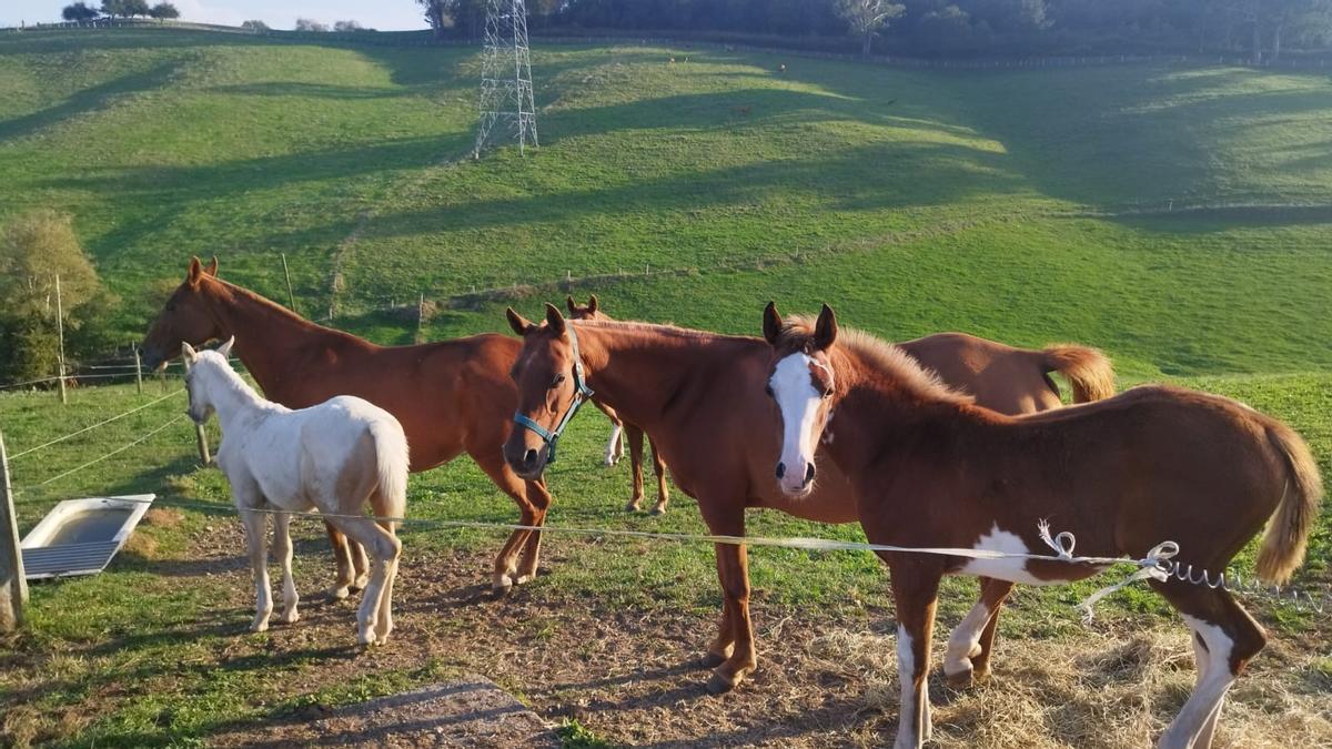 Caballos de la ganadería La Toya, Parres