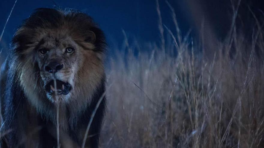 Durant el rodatge s&#039;han utilitzat lleons reals · CBS