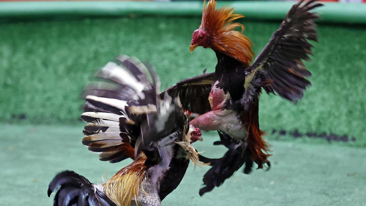 Corte Constitucional de Colombia prohíbe corridas de toros y peleas de gallos para proteger a los animales