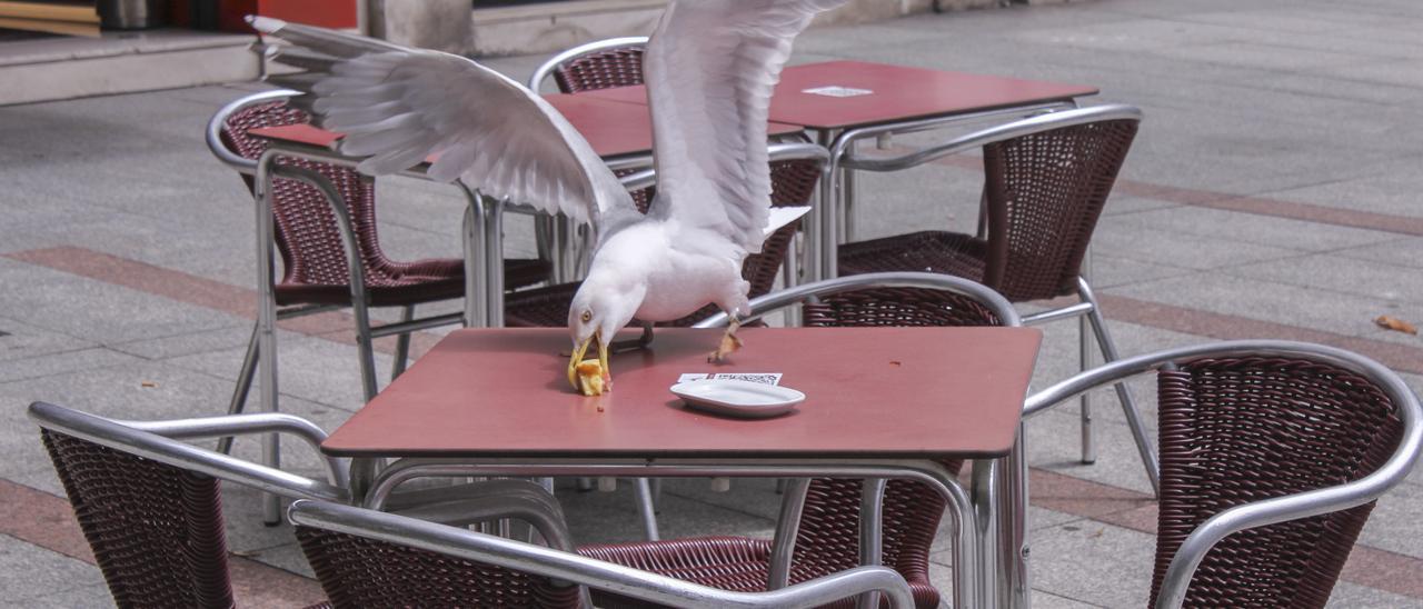 Una gaviota, en una terraza de Gijón.