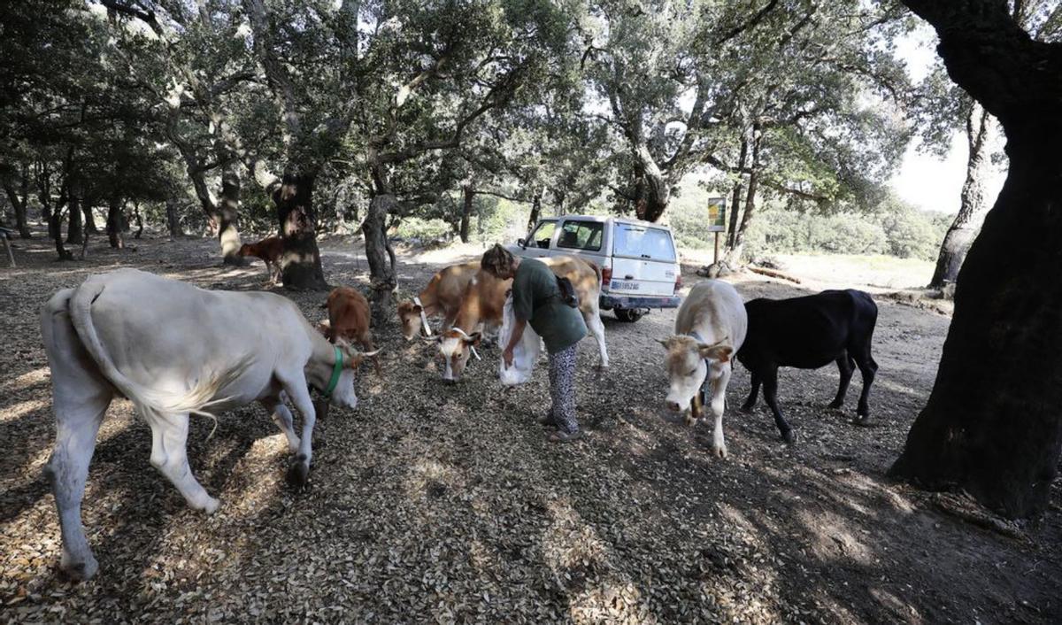 Conxita Esteba alimentant les vaques. | EDUARD MARTÍ